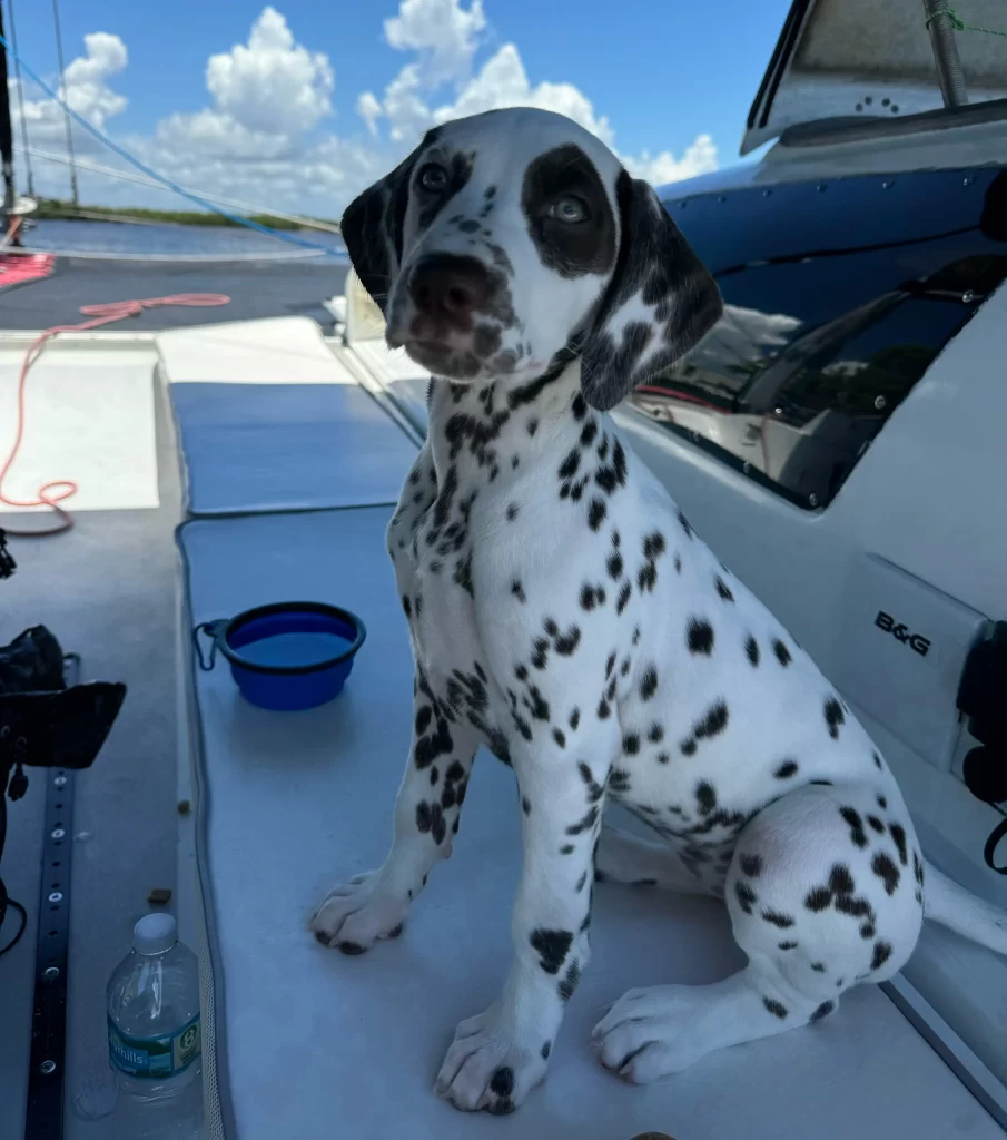 catamaran in marco island